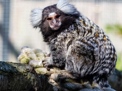 White-tufted-ear marmoset - De Zonnegloed - Animal park - Animal refuge centre 